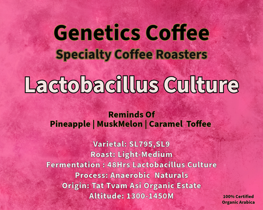 Organic Lactobacillus Culture