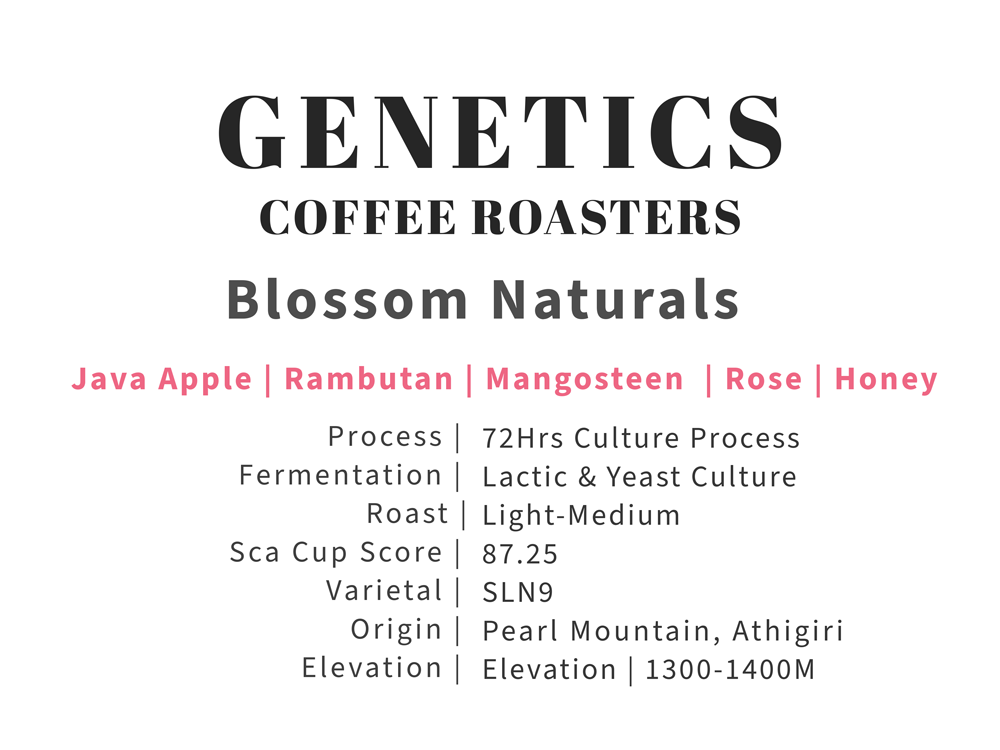 Blossom Naturals - 72hrs Culture Process