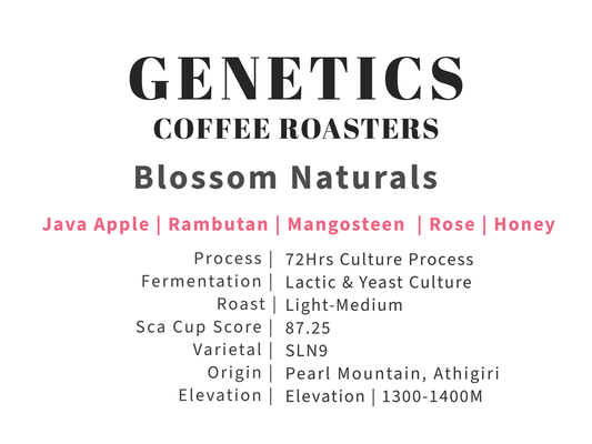 Blossom Naturals - 72hrs Culture Process