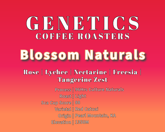 Blossom Naturals - 96hrs Culture Process