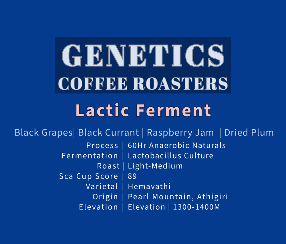 Lactic Ferment